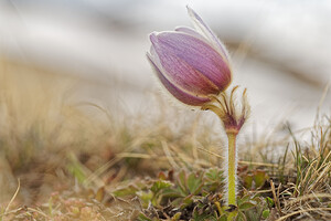 Pulsatilla vernalis (Ranunculaceae)  - Pulsatille printanière, Pulsatille de printemps, Anémone printanière, Anémone de printemps Savoie [France] 04/06/2016 - 2370m