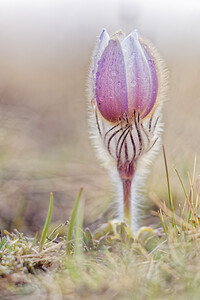 Pulsatilla vernalis (Ranunculaceae)  - Pulsatille printanière, Pulsatille de printemps, Anémone printanière, Anémone de printemps Savoie [France] 05/06/2016 - 2370m