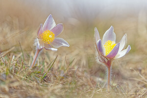 Pulsatilla vernalis (Ranunculaceae)  - Pulsatille printanière, Pulsatille de printemps, Anémone printanière, Anémone de printemps Savoie [France] 05/06/2016 - 2380m