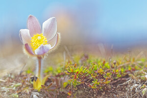 Pulsatilla vernalis (Ranunculaceae)  - Pulsatille printanière, Pulsatille de printemps, Anémone printanière, Anémone de printemps Savoie [France] 05/06/2016 - 2380m