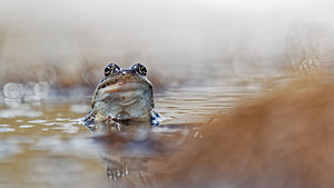 Rana temporaria (Ranidae)  - Grenouille rousse - Grass Frog Savoie [France] 05/06/2016 - 2360m