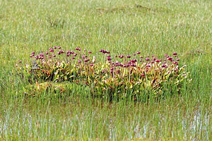 Sarracenia purpurea (Sarraceniaceae)  - Sarracénie pourpre - Pitcher Plant Doubs [France] 08/06/2016 - 840m