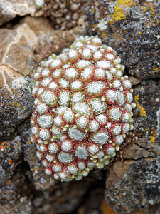 Sempervivum arachnoideum (Crassulaceae)  - Joubarbe toile-d'araignée - Cobweb House-leek Hautes-Alpes [France] 01/06/2016 - 1070m