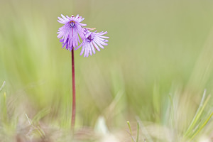 Soldanella alpina (Primulaceae)  - Soldanelle des Alpes Savoie [France] 04/06/2016 - 2370m