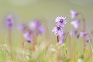 Soldanella alpina (Primulaceae)  - Soldanelle des Alpes Savoie [France] 04/06/2016 - 2210m