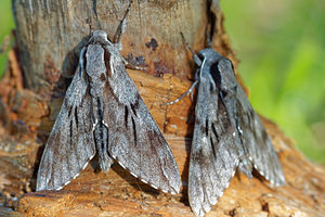 Sphinx pinastri (Sphingidae)  - Sphinx du Pin - Pine Hawk-moth Hautes-Alpes [France] 03/06/2016 - 1100m