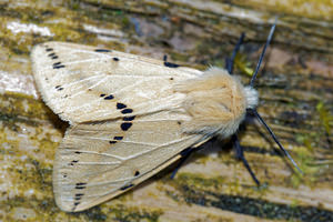 Spilarctia lutea (Erebidae)  - Ecaille Lièvre Ardennes [France] 10/06/2016 - 470m