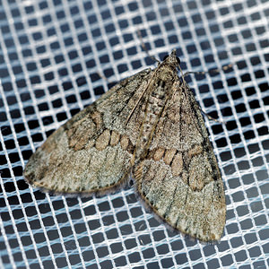 Thera britannica ou variata (Geometridae)  - Corythée Hautes-Alpes [France] 03/06/2016 - 1140m