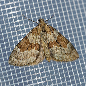 Thera obeliscata (Geometridae)  - Corythée sobre - Grey Pine Carpet Hautes-Alpes [France] 01/06/2016 - 1130m