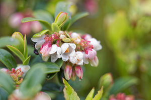 Vaccinium vitis-idaea (Ericaceae)  - Airelle rouge - Cowberry Doubs [France] 08/06/2016 - 850m