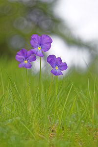 Viola calcarata (Violaceae)  - Violette à éperons, Pensée éperonnée, Pensée des Alpes, Pensée à éperons Hautes-Alpes [France] 02/06/2016 - 1660m