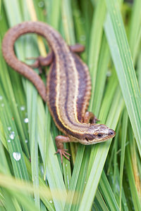 Zootoca vivipara (Lacertidae)  - Lézard vivipare - Viviparous Lizard Doubs [France] 08/06/2016 - 840m