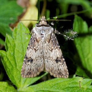 Agrotis puta (Noctuidae)  - Noctuelle des Renouées - Shuttle-shaped Dart Pas-de-Calais [France] 16/07/2016 - 60m