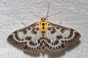 Anania hortulata (Crambidae)  - Botys de l'ortie - Small Magpie Pas-de-Calais [France] 15/07/2016 - 60m