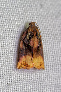 Archips podana (Tortricidae)  - Large Fruit-tree Tortrix Pas-de-Calais [France] 16/07/2016 - 60m