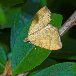 Camptogramma bilineata (Geometridae)  - Brocatelle d'or - Yellow Shell Nord [France] 31/07/2016 - 40m