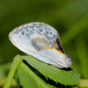 Cilix glaucata Petite Epine Chinese Character