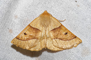 Crocallis elinguaria (Geometridae)  - Phalène de la Mancienne, Crocalle commune - Scalloped Oak Pas-de-Calais [France] 15/07/2016 - 60m