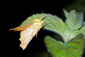 Ennomos alniaria (Geometridae)  - Ennomos du Tilleul - Canary-shouldered Thorn Pas-de-Calais [France] 15/07/2016 - 60m