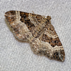 Epirrhoe alternata (Geometridae)  - Alternée - Common Carpet Pas-de-Calais [France] 16/07/2016 - 60m