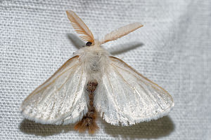 Euproctis chrysorrhoea (Erebidae)  - Cul-brun - Brown-tail Pas-de-Calais [France] 15/07/2016 - 60m