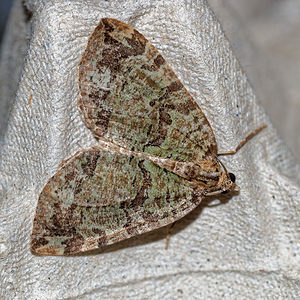 Hydriomena furcata (Geometridae)  - Larentie lavée - July Highflyer Pas-de-Calais [France] 16/07/2016 - 60m