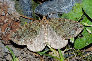 Hydriomena furcata (Geometridae)  - Larentie lavée - July Highflyer Pas-de-Calais [France] 16/07/2016 - 60m