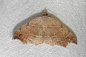 Laspeyria flexula (Erebidae)  - Crochet - Beautiful Hook-tip Pas-de-Calais [France] 15/07/2016 - 60m