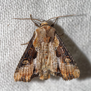 Lateroligia ophiogramma (Noctuidae)  - Noctuelle ophiogramme - Double Lobed Pas-de-Calais [France] 15/07/2016 - 60m