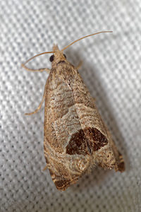 Notocelia uddmanniana (Tortricidae)  Pas-de-Calais [France] 15/07/2016 - 60m