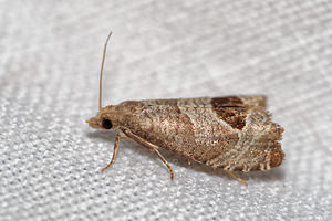 Notocelia uddmanniana (Tortricidae)  Pas-de-Calais [France] 15/07/2016 - 60m