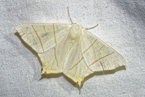 Ourapteryx sambucaria (Geometridae)  - Phalène du Sureau - Swallow-tailed Moth Pas-de-Calais [France] 15/07/2016 - 60m