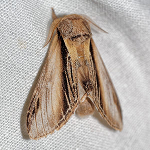 Pheosia tremula (Notodontidae)  - Porcelaine - Swallow Prominent Pas-de-Calais [France] 15/07/2016 - 60m