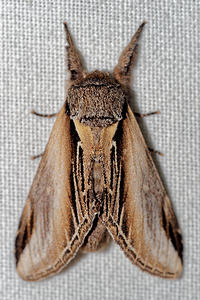 Pheosia tremula (Notodontidae)  - Porcelaine - Swallow Prominent Pas-de-Calais [France] 15/07/2016 - 60m