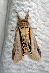 Pheosia tremula (Notodontidae)  - Porcelaine - Swallow Prominent Pas-de-Calais [France] 16/07/2016 - 60m