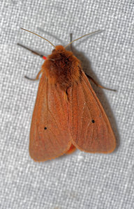 Phragmatobia fuliginosa (Erebidae)  - Ecaille cramoisie Pas-de-Calais [France] 15/07/2016 - 60m