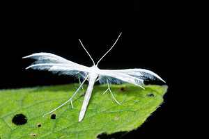 Pterophorus pentadactylus (Pterophoridae)  - White Plume Moth Pas-de-Calais [France] 16/07/2016 - 60m