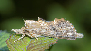 Pterostoma palpina (Notodontidae)  - Museau - Pale Prominent Pas-de-Calais [France] 15/07/2016 - 60m