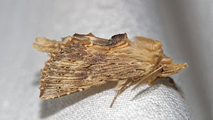 Pterostoma palpina (Notodontidae)  - Museau - Pale Prominent Pas-de-Calais [France] 15/07/2016 - 60m