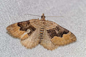 Xanthorhoe quadrifasiata (Geometridae)  - Phalène quadrifasciée - Large Twin-spot Carpet Pas-de-Calais [France] 15/07/2016 - 60m