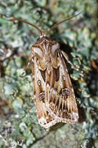 Agrotis vestigialis (Noctuidae)  - Porte-Flèches - Archer's Dart Aisne [France] 13/08/2016 - 90m