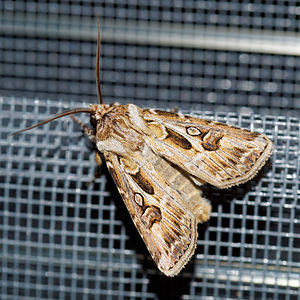 Agrotis vestigialis (Noctuidae)  - Porte-Flèches - Archer's Dart Aisne [France] 13/08/2016 - 90m