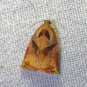 Archips podana (Tortricidae)  - Large Fruit-tree Tortrix Pas-de-Calais [France] 29/08/2016 - 60m