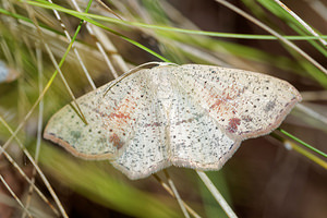 Cyclophora punctaria (Geometridae)  - Ephyre ponctuée, Soutenue - Maiden's Blush Aisne [France] 13/08/2016 - 90m