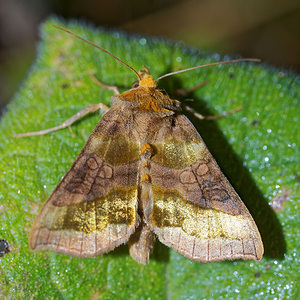 Diachrysia chrysitis (Noctuidae)  - Vert-Doré - Burnished Brass Pas-de-Calais [France] 29/08/2016 - 60m