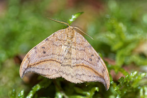 Drepana curvatula (Drepanidae)  - Incurvé - Dusky Hook-tip Aisne [France] 13/08/2016 - 80m