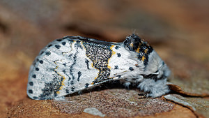 Furcula bicuspis Harpye bicuspide Alder Kitten