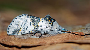 Furcula bicuspis (Notodontidae)  - Harpye bicuspide - Alder Kitten Aisne [France] 13/08/2016 - 90m