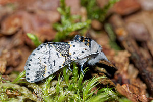 Furcula bicuspis (Notodontidae)  - Harpye bicuspide - Alder Kitten Aisne [France] 13/08/2016 - 90m