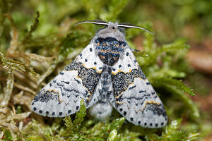 Furcula bicuspis (Notodontidae)  - Harpye bicuspide - Alder Kitten Aisne [France] 13/08/2016 - 90m